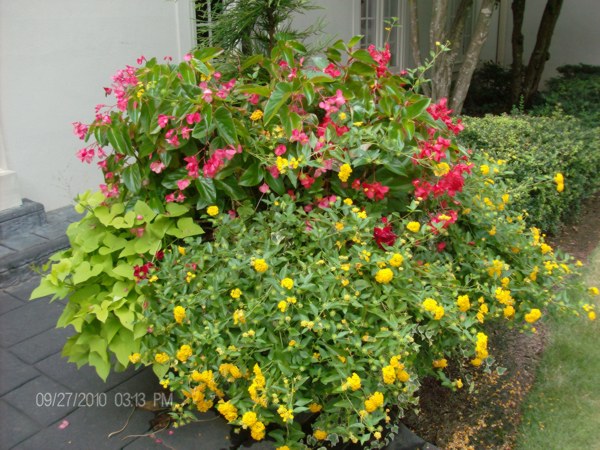 Landscaping Services in Sandy Springs and Buckhead, Atlanta, GA