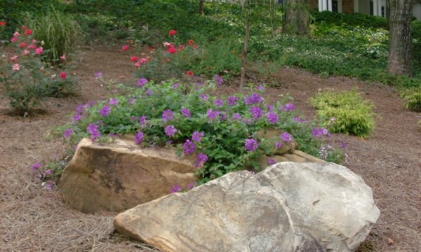 Atlanta Flowers and Gardens