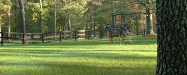 Beautiful Lawns in Atlanta Georgia