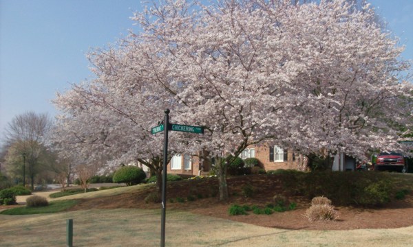 Tree and Shrub Care